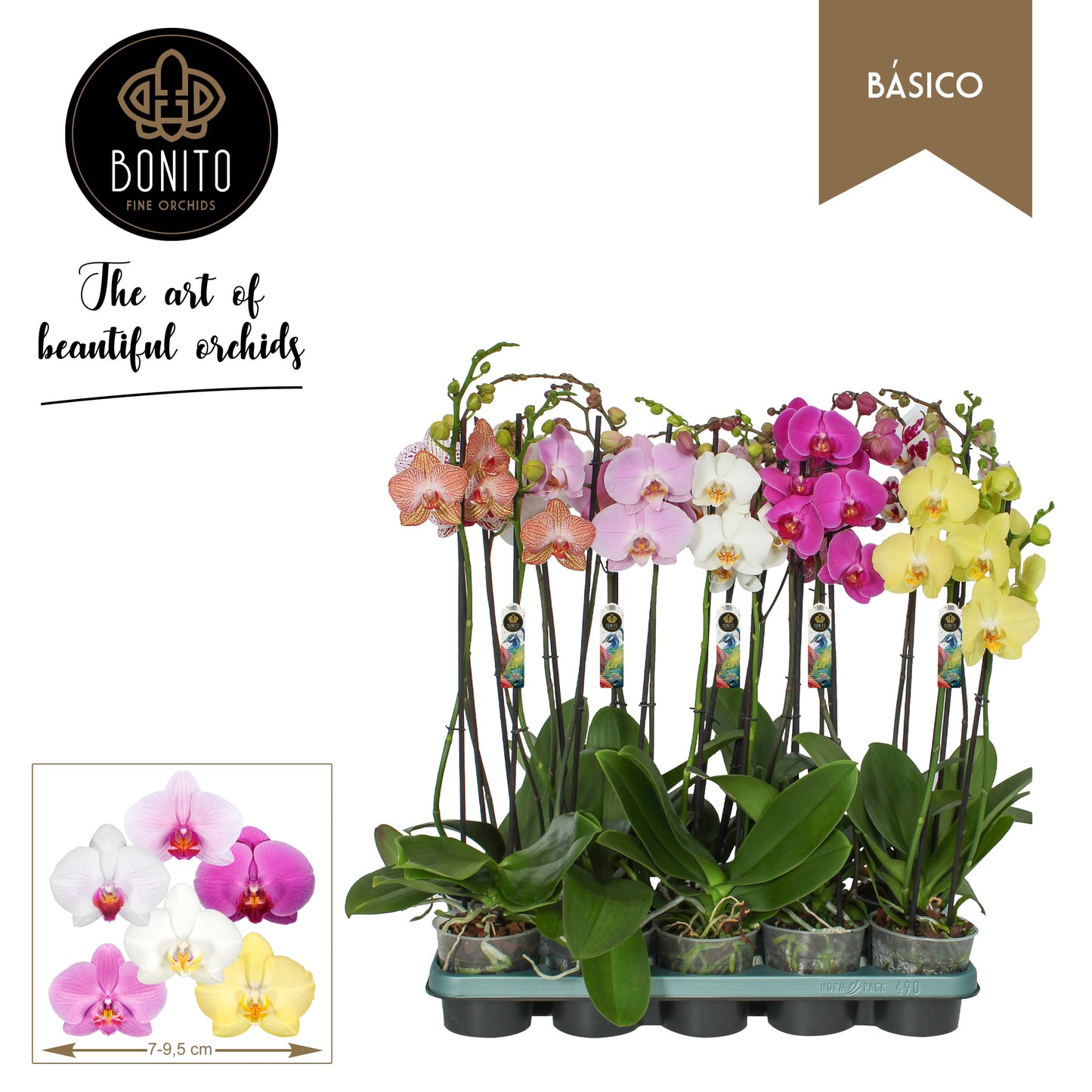 Phalaenopsis mix 55cm 12cm Pot