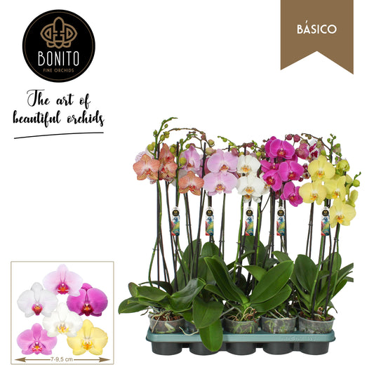 Phalaenopsis mix 55cm 12cm Pot