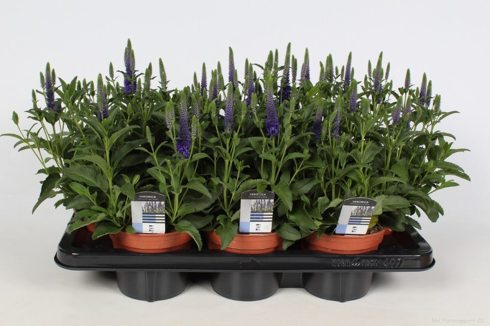 Veronica spicata 30cm 14cm Pot