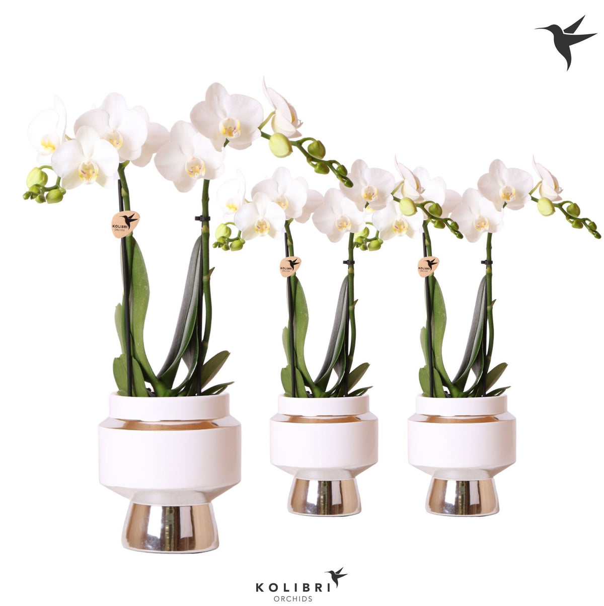Phalaenopsis multiflora white 40cm 9cm Pot