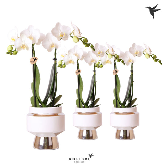 Phalaenopsis multiflora white 40cm 9cm Pot