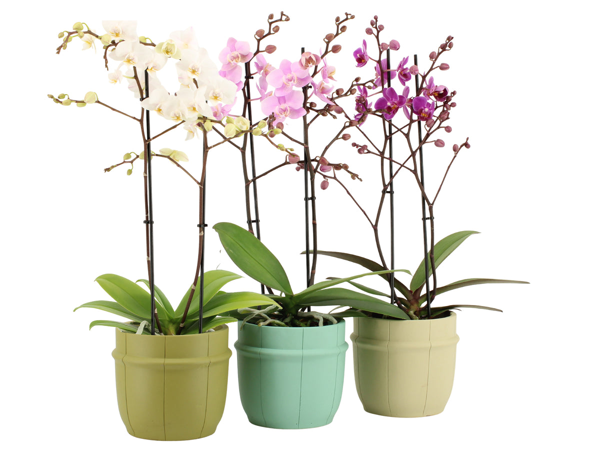 Phalaenopsis mix 50cm 12cm Pot