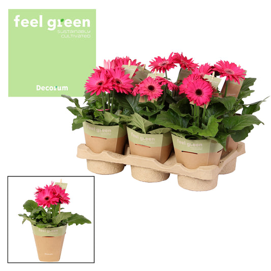 Gerbera Flori Line purple 20cm 12cm Pot
