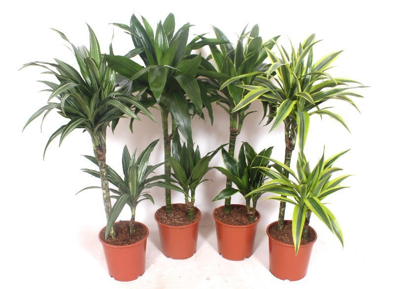 Dracaena fragrans mix 90cm 19cm Pot
