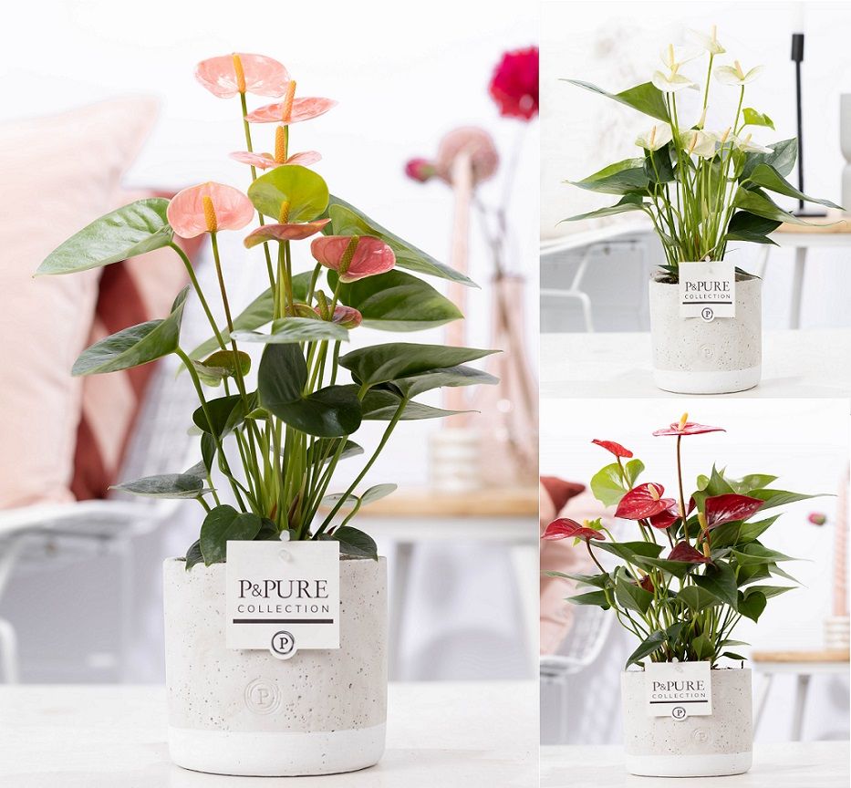 Anthurium mix 45cm 12cm Pot