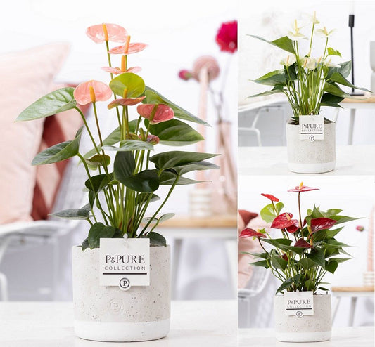 Anthurium mix 45cm 12cm Pot