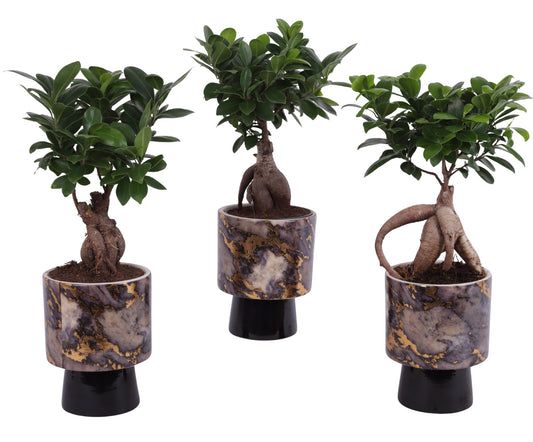 Ficus Ginseng 35cm 14cm Pot