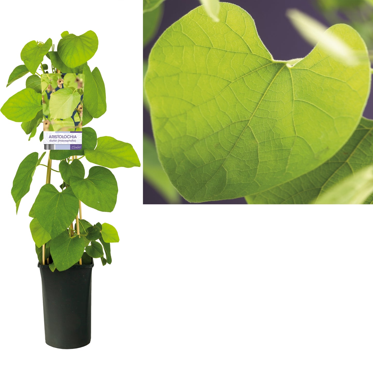 Aristolochia macrophylla 75cm 17cm Pot