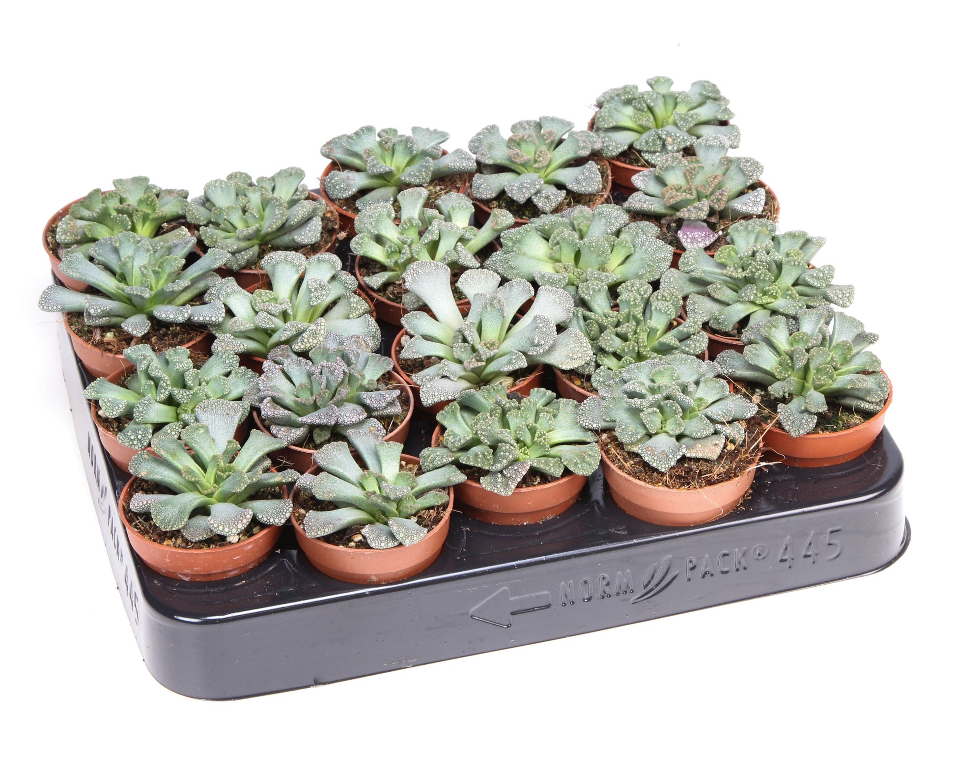 Titanopsis calcarea 6cm 5.5cm Pot