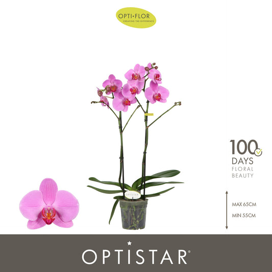 Phalaenopsis pink 60cm 12cm Pot
