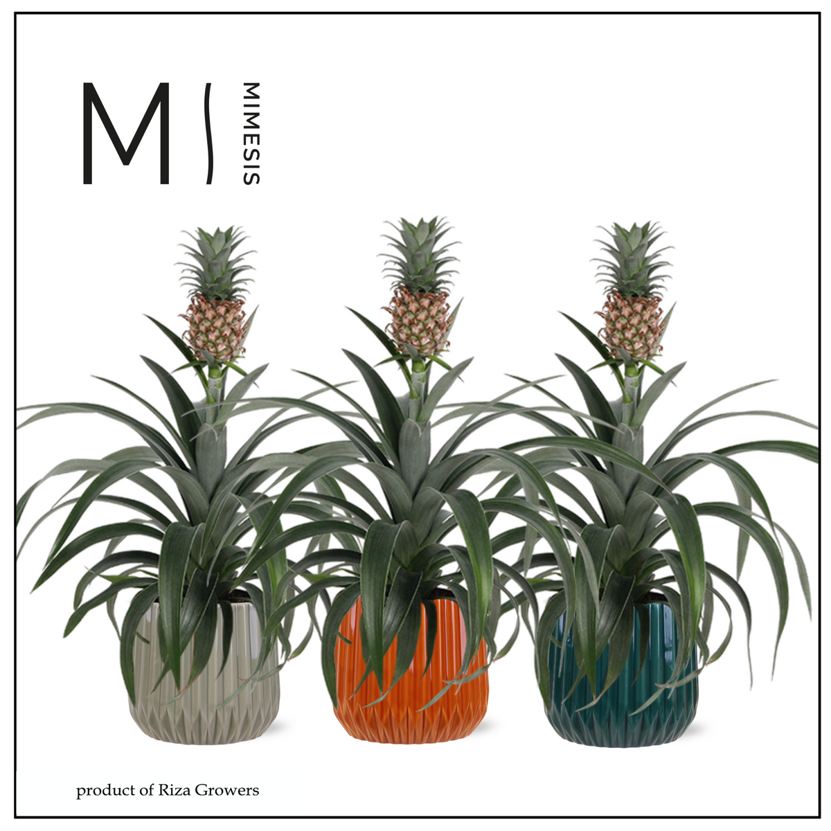 Ananas Mi Amigo 35cm 12cm Pot