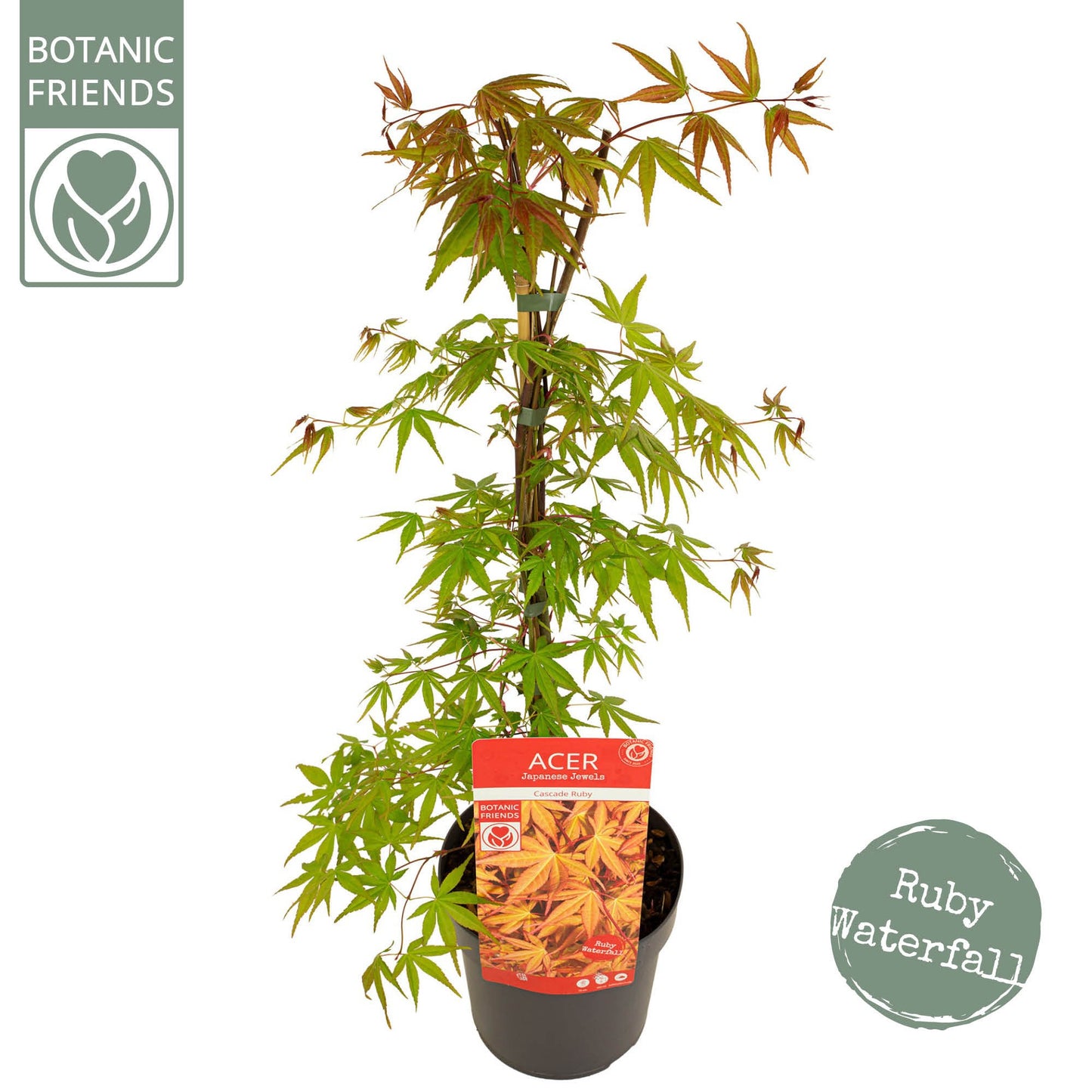 Acer palm. Cascade Ruby 70cm 19cm Pot