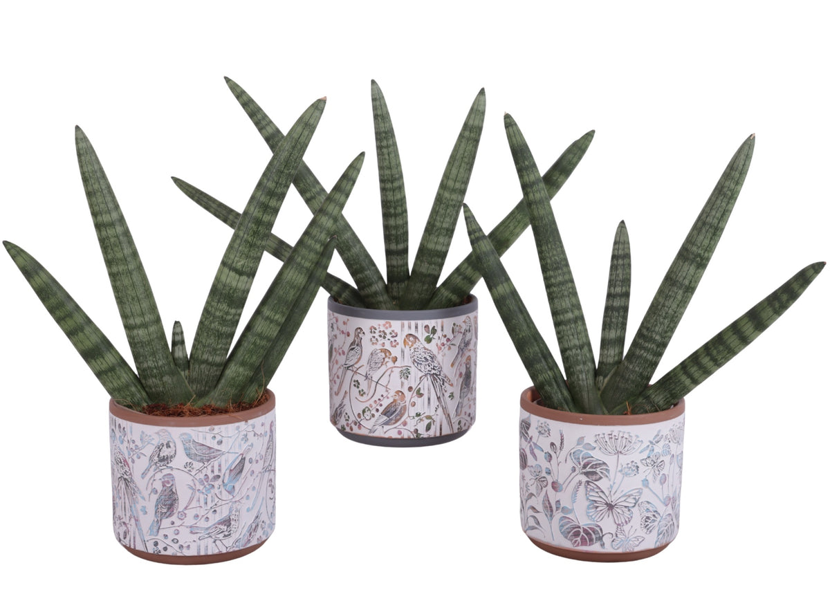 Sansevieria cyl. Handshake 45cm 14cm Pot