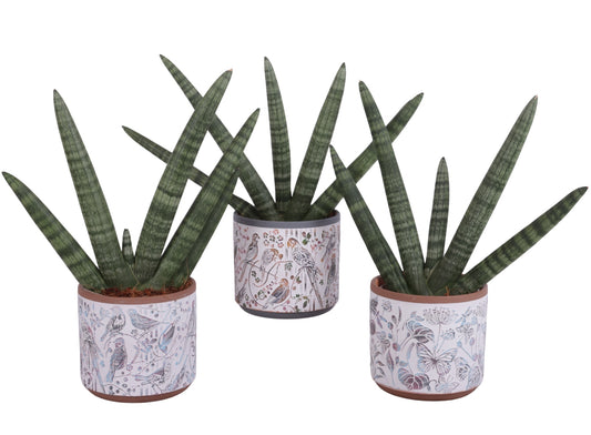 Sansevieria cyl. Handshake 45cm 14cm Pot