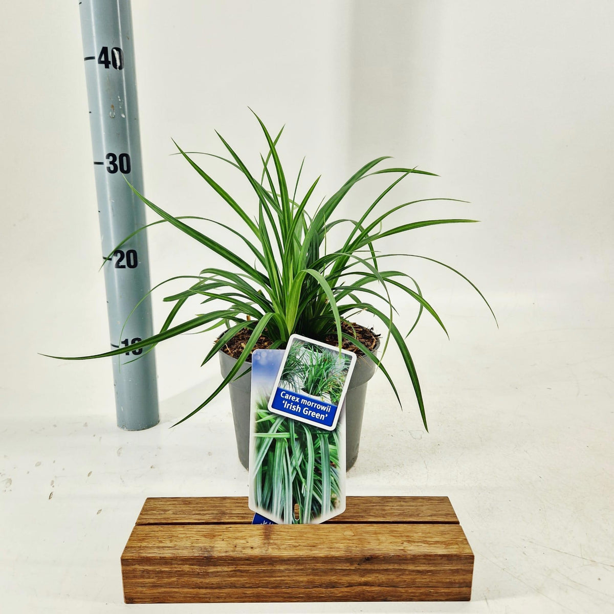 Carex morrowii 30cm 17cm Pot
