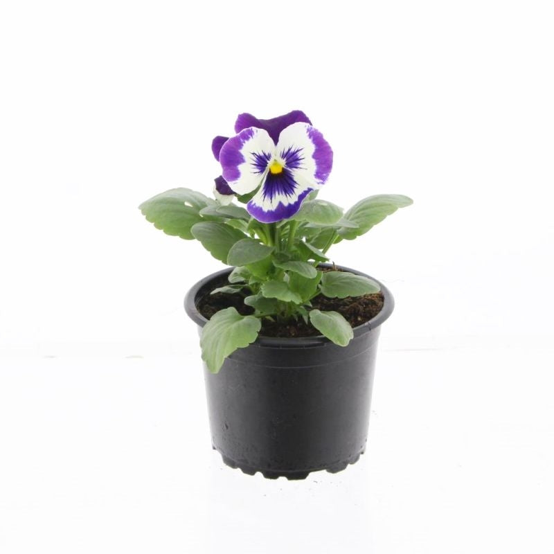 Spaloo-Plant Viola Carneval Purple and White Pack of 18