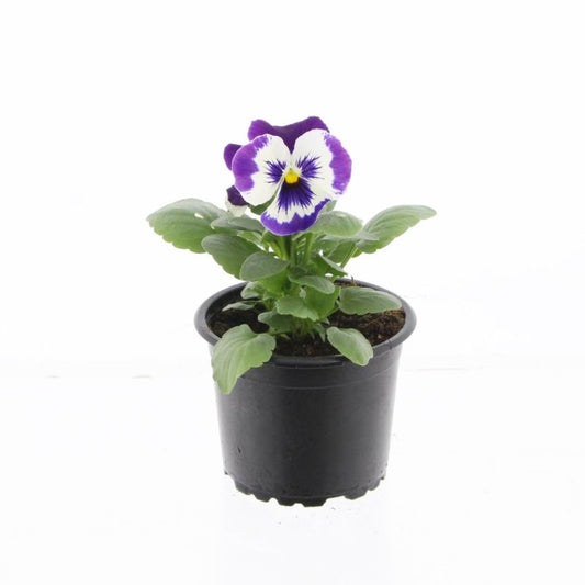 Spaloo-Plant Viola Carneval Purple and White Pack of 18