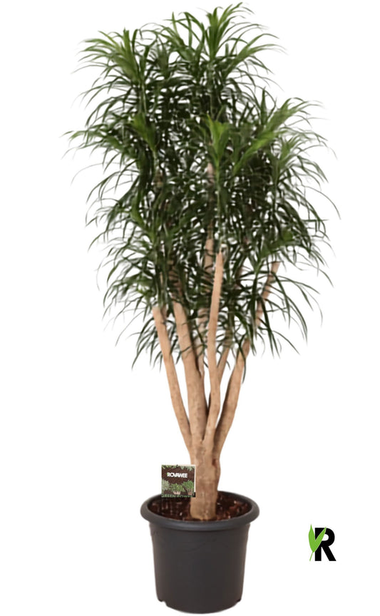 Dracaena ref. Anita 200cm 40cm Pot
