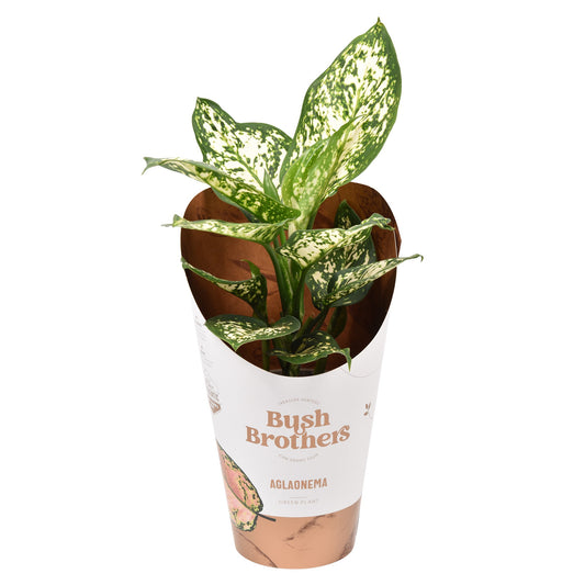 Aglaonema White Star 35cm 12cm Pot
