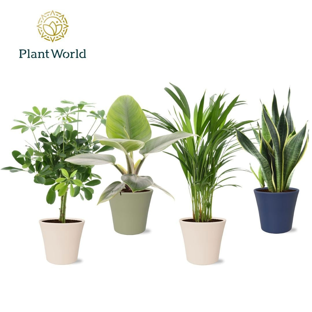 Groenmix Jamaica in pot Coco collectie Top Blend 45cm 14cm Pot