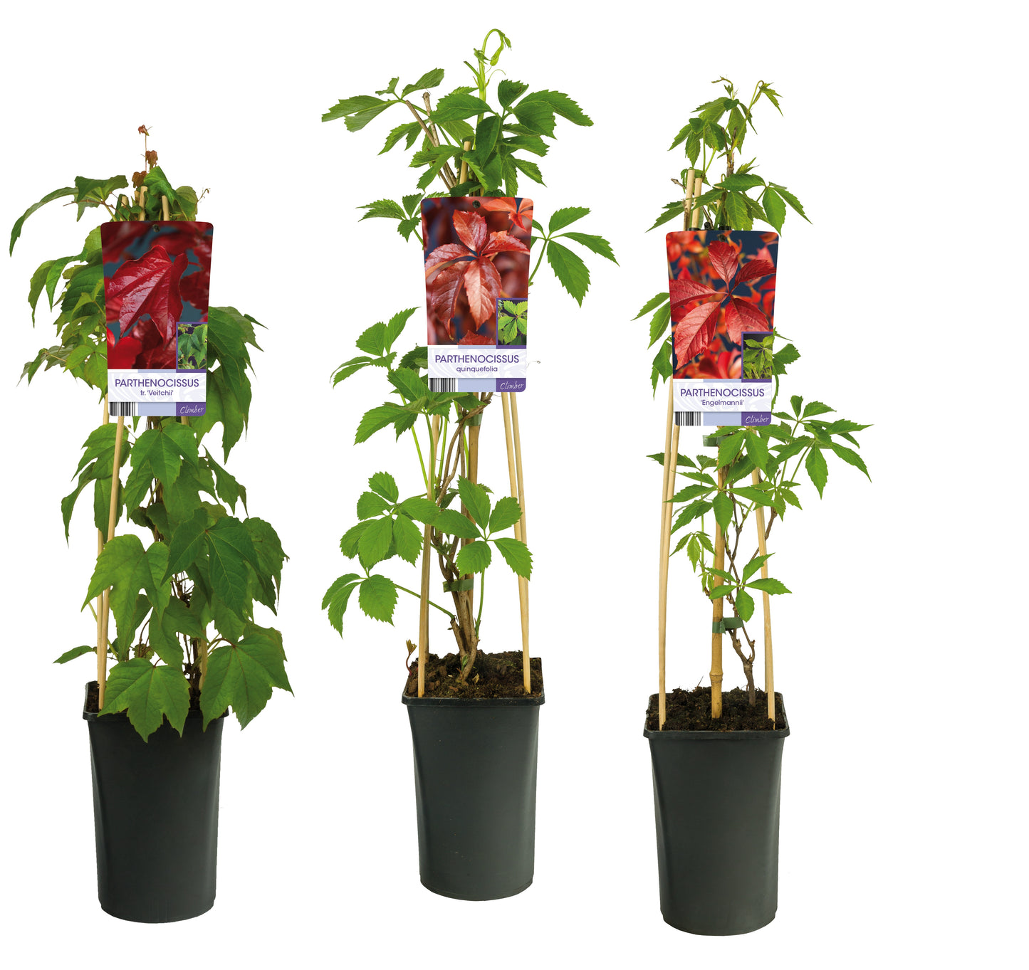 Parthenocissus tricuspidata 75cm 17cm Pot