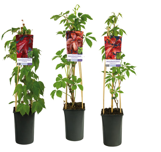 Parthenocissus tricuspidata 75cm 17cm Pot