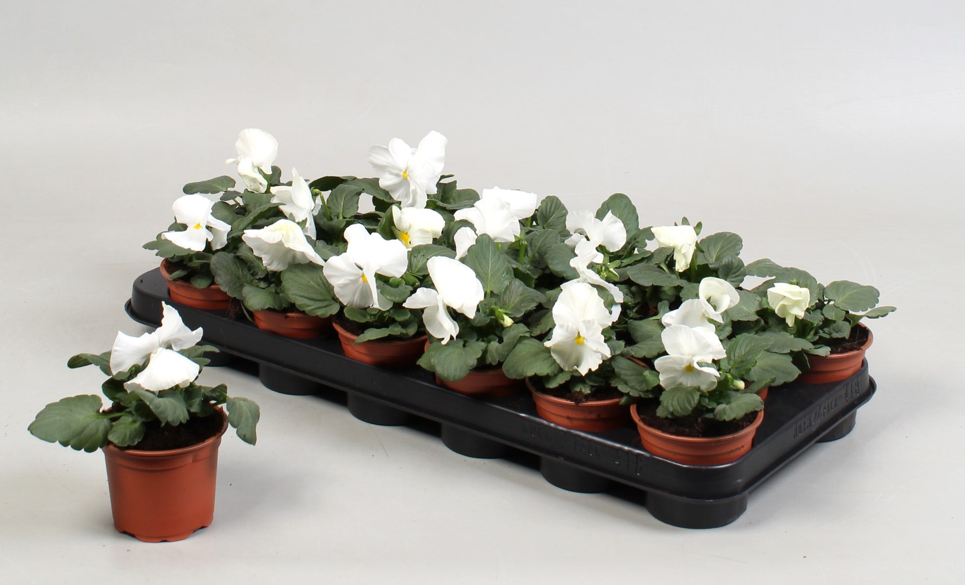 Viola Delta Pure White 15cm 9cm Pot