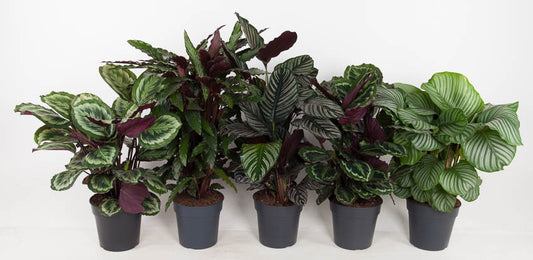 Calathea mix 90cm 27cm Pot