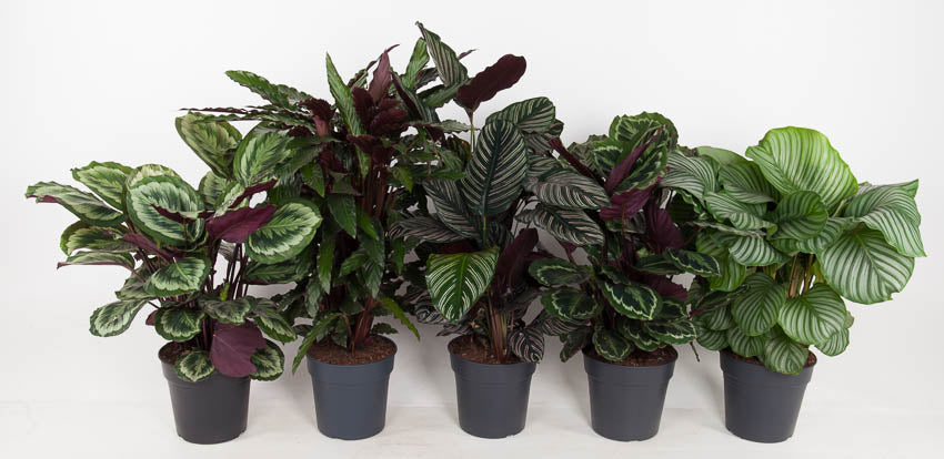 Ammerlaan Green Innovator Calathea mix Pack of 10