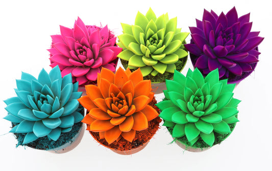 Rainbow neon mix 15cm 12cm Pot
