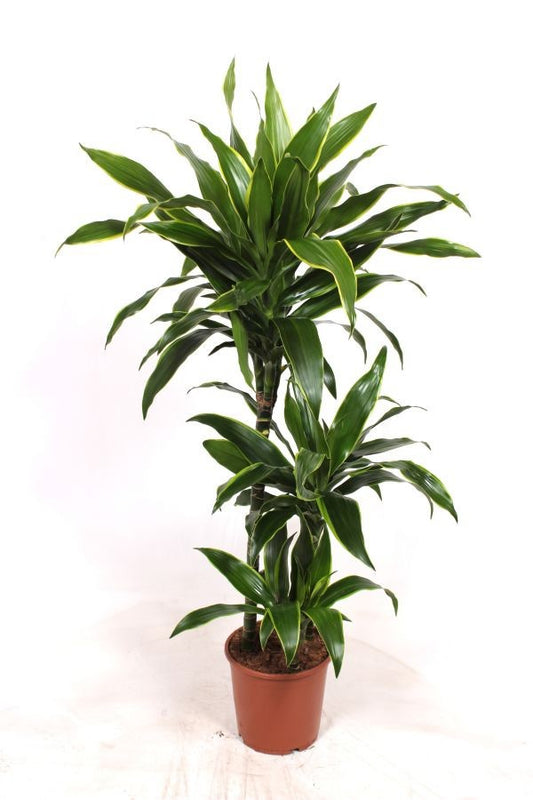 Dracaena frag. Arturo 120cm 21cm Pot