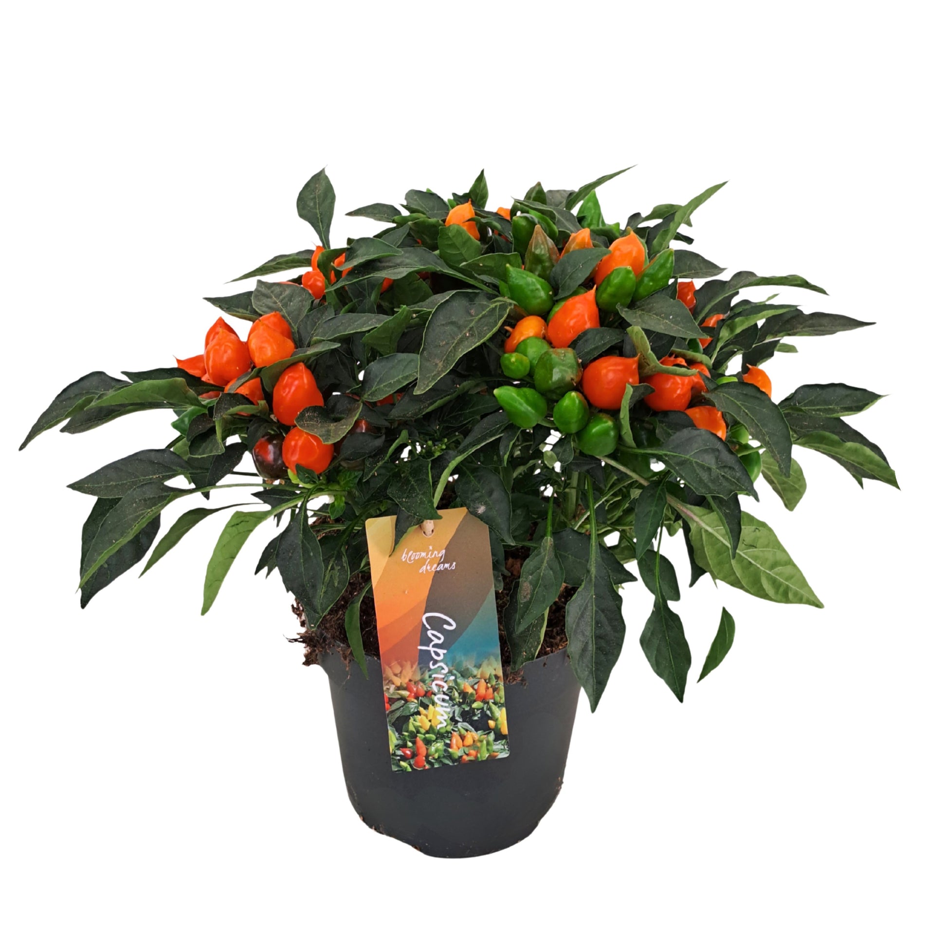 AltaNova Capsicum ann. Mambo Orange Pack of 6