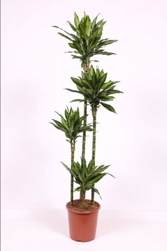 Dracaena frag. Deremensis 170cm 27cm Pot