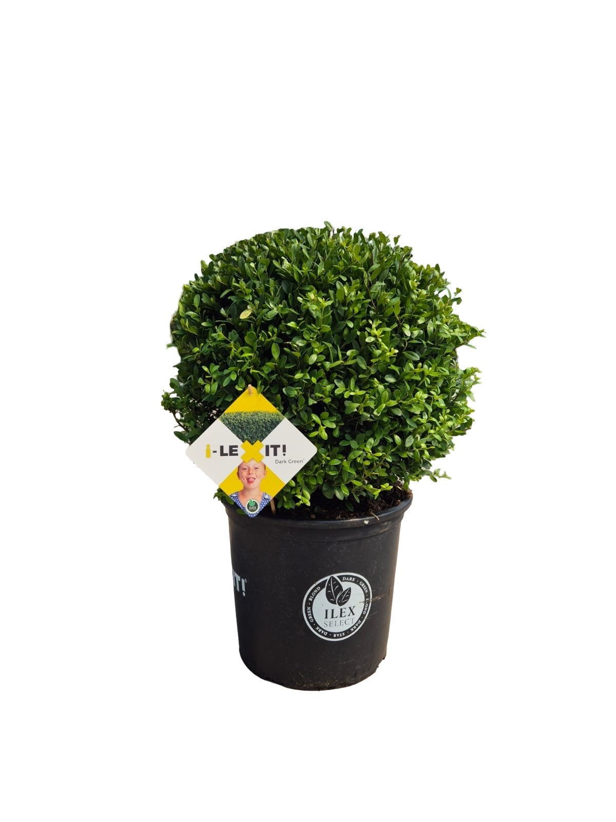 Ilex crenata Dark Green 70cm 40cm Pot