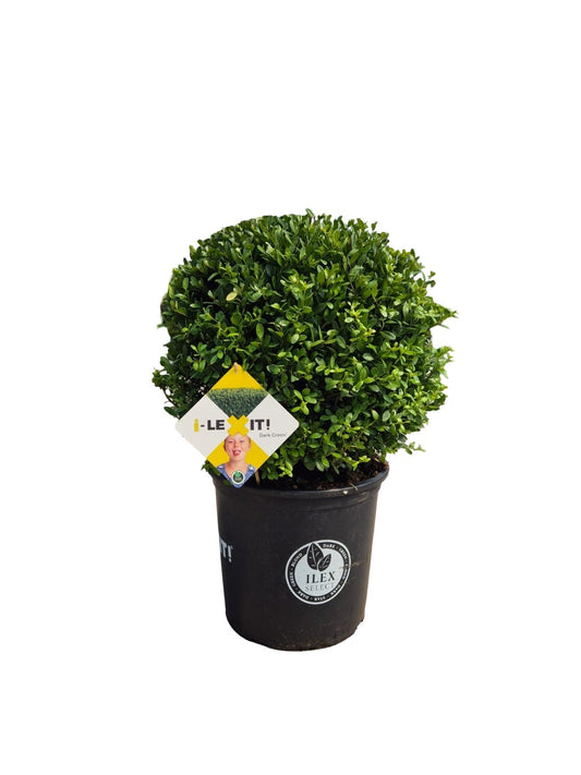 Ilex crenata Dark Green 70cm 40cm Pot