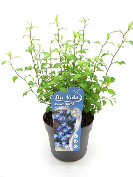 Ceratostigma willmottianum 30cm 19cm Pot
