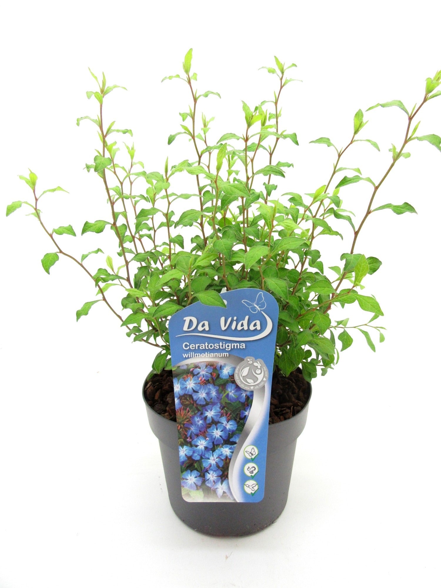 Ceratostigma willmottianum 30cm 19cm Pot