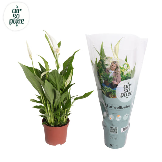 Spathiphyllum Pearl Cupido 35cm 9cm Pot