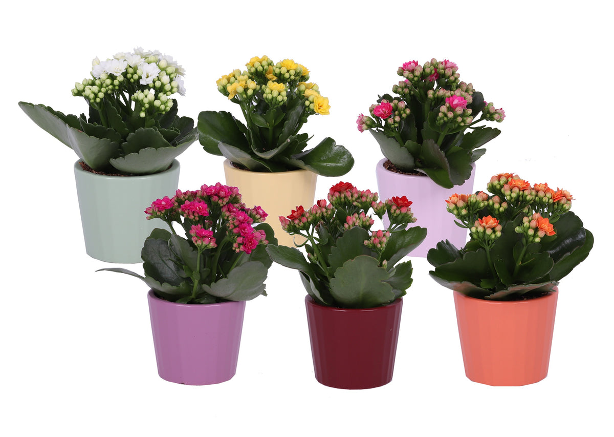 Kalanchoe Rosalina mix 15cm 7cm Pot