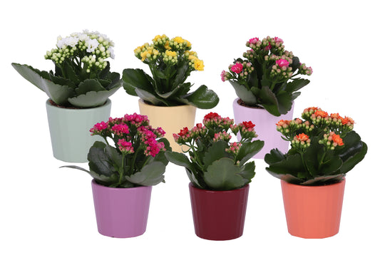 Kalanchoe Rosalina mix 15cm 7cm Pot