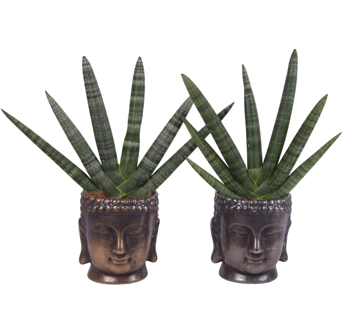 Sansevieria cyl. Handshake 45cm 15cm Pot