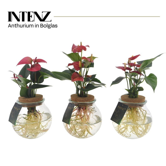 Foliage houseplants mix 45cm 12cm Pot