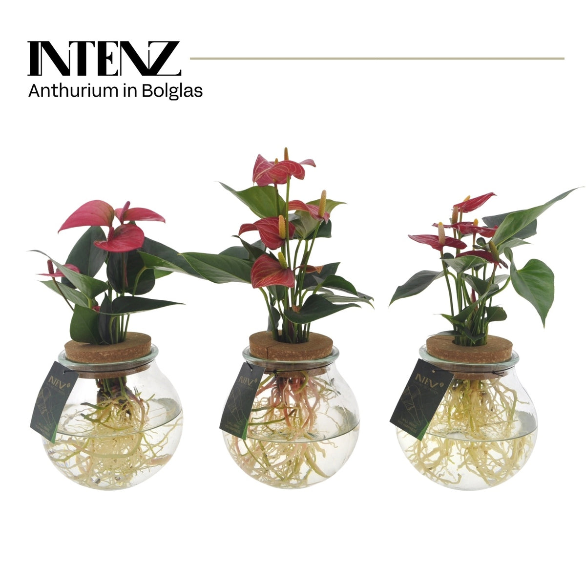 Foliage houseplants mix 45cm 12cm Pot