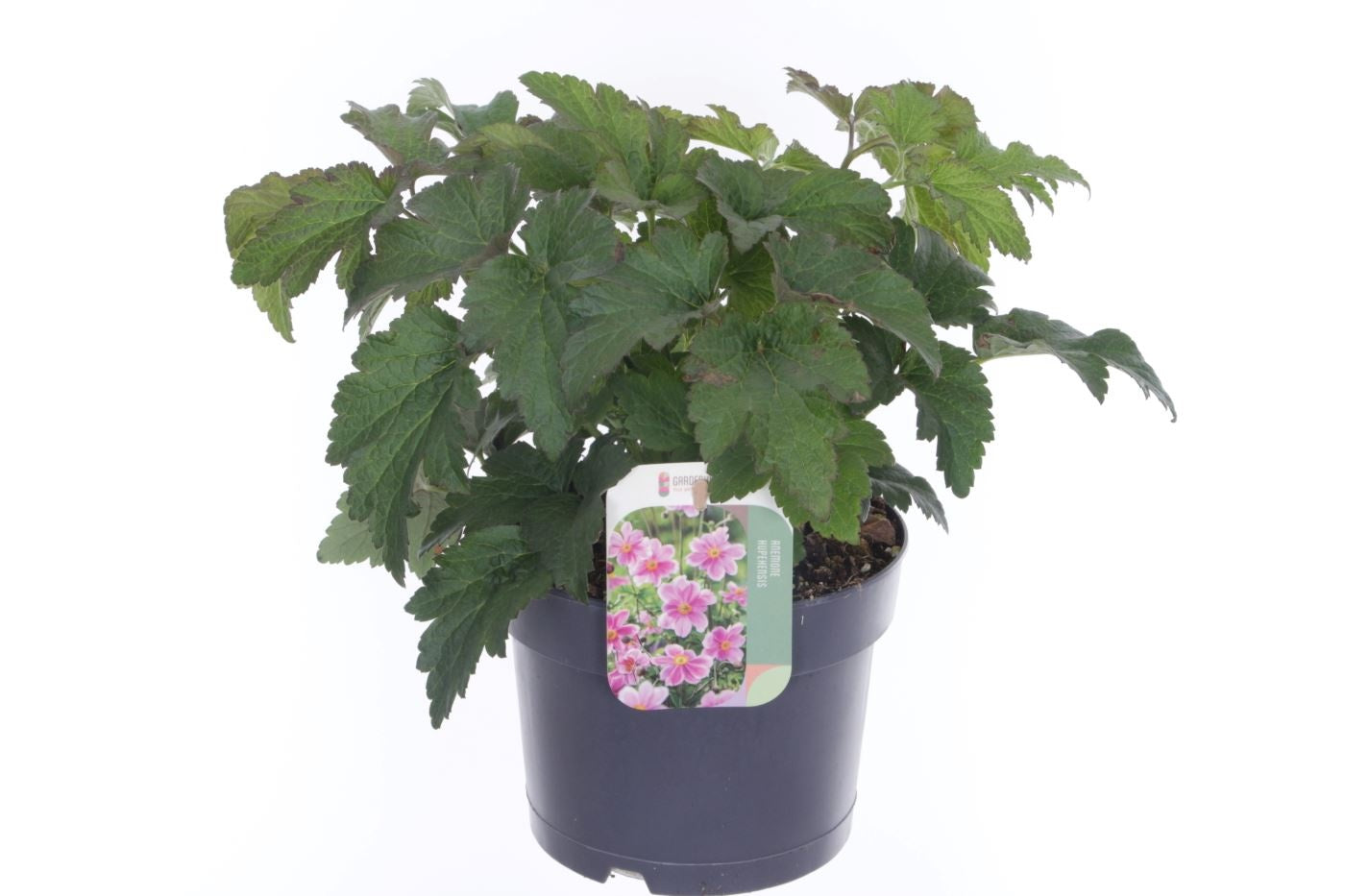 Anemone mix 30cm 17cm Pot