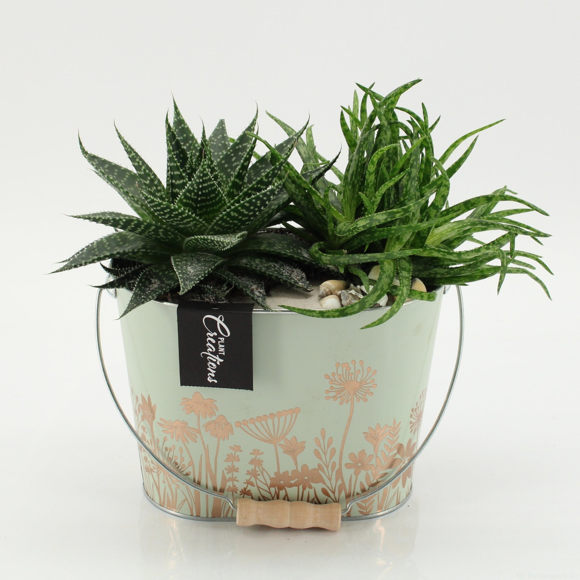 Indoor green arrangement 25cm 20cm Pot
