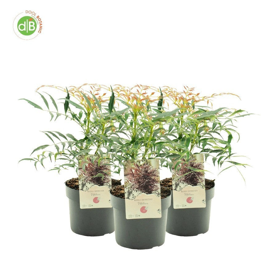 Dool Botanic Mahonia Pack of 1