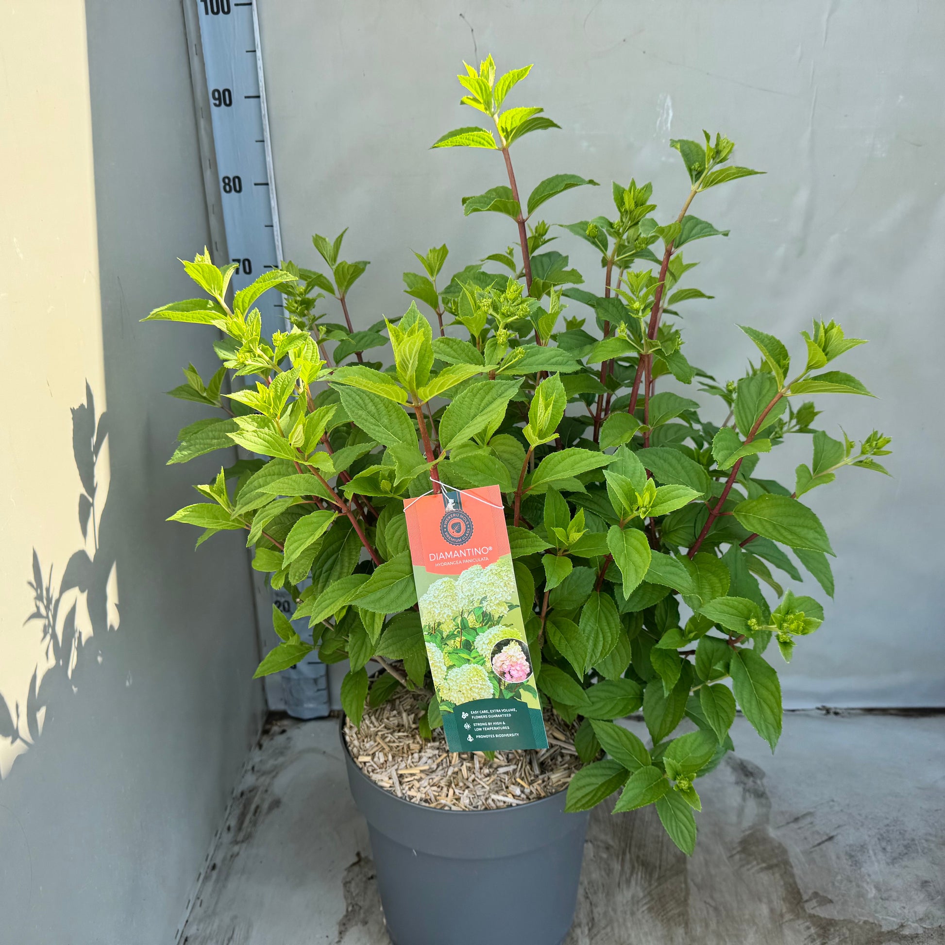 Hydrangea pan. Diamantino 50cm 30cm Pot