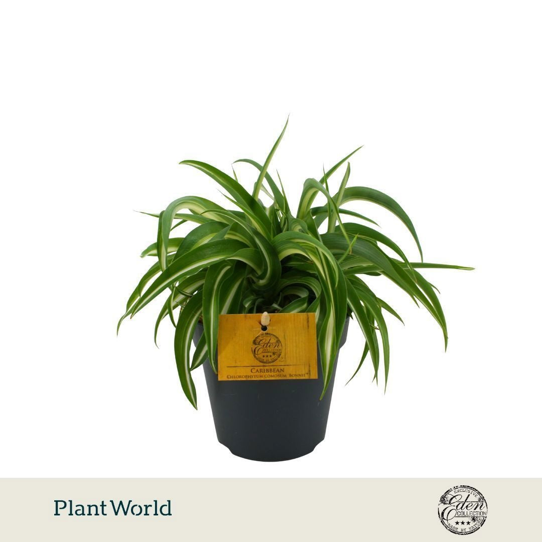 Chlorophytum Bonnie 20cm 12cm Pot