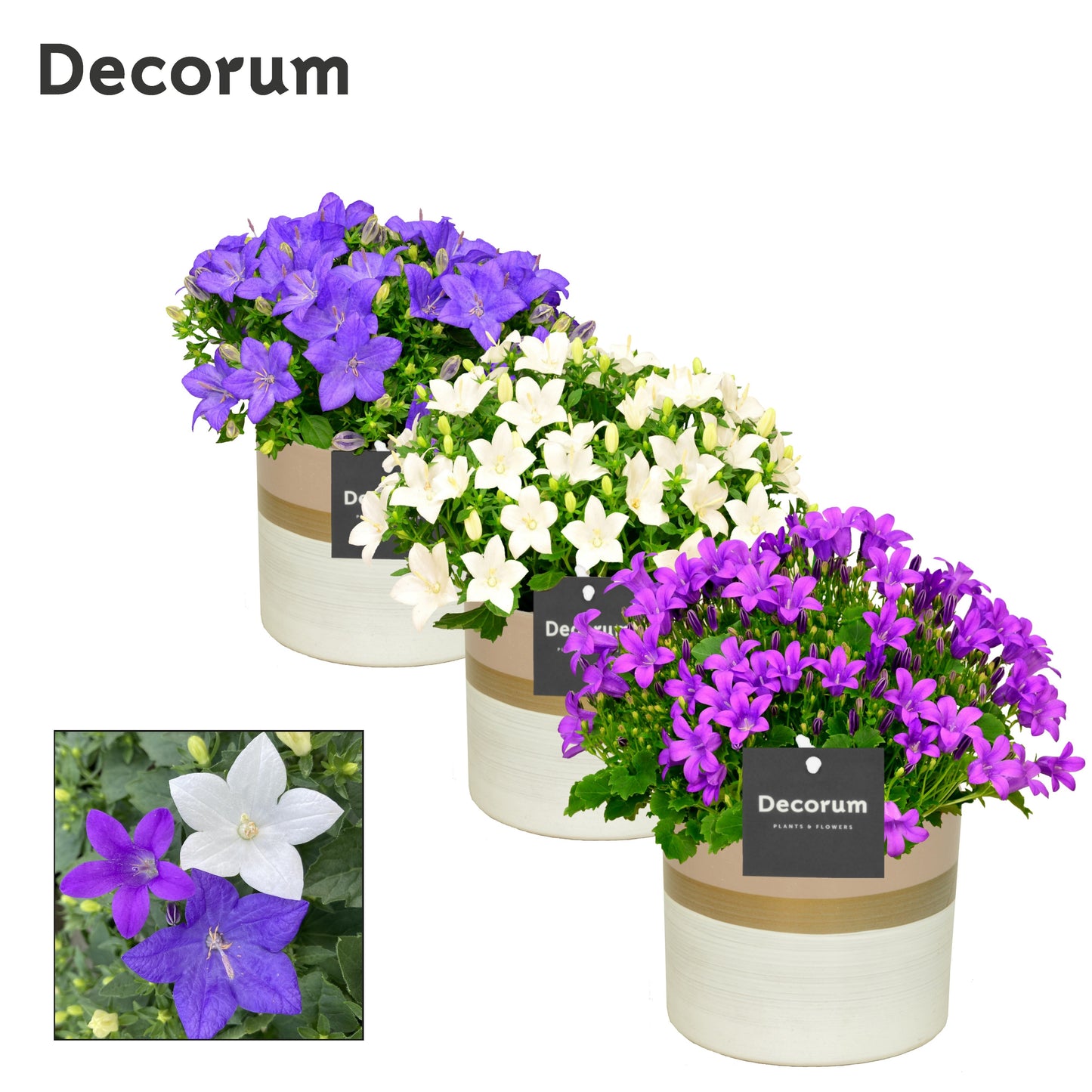 Campanula Hybrid 22cm 14cm Pot