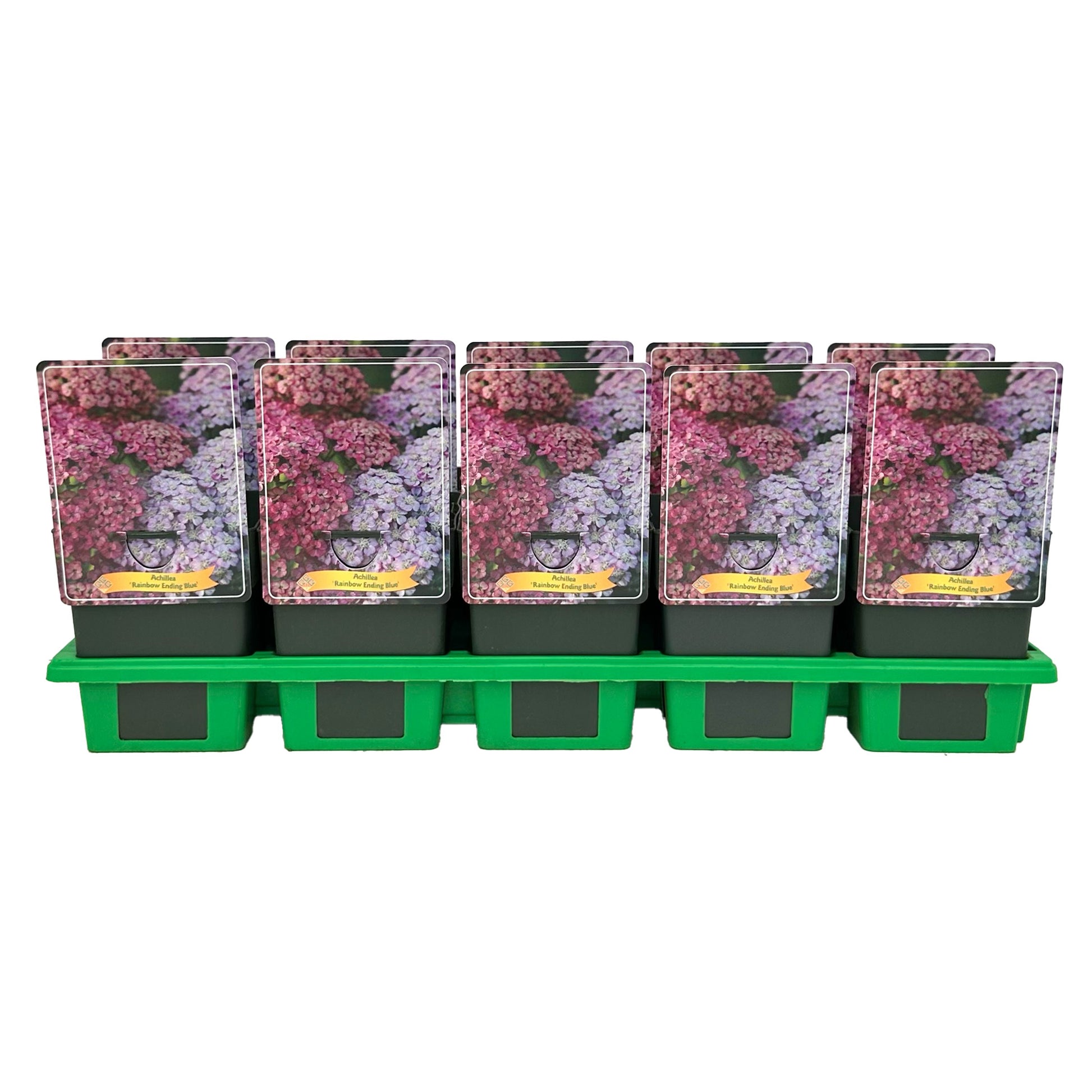 Achillea mil. Rainbow Ending Blue 25cm 11cm Pot